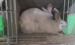 兔子交配视频,自然繁衍的奇妙瞬间