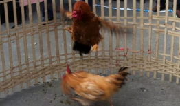 斗鸡视频,激战正酣，谁将问鼎巅峰？